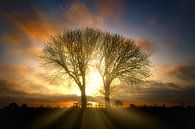 Zonsopkomst bomen in natuurgebief Lentevreugd van Wim van Beelen thumbnail