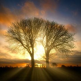 Sonnenaufgang Bäume im Naturschutzgebiet Lentevreugd von Wim van Beelen
