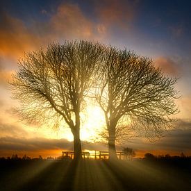 Zonsopkomst bomen in natuurgebief Lentevreugd van Wim van Beelen