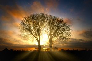 Zonsopkomst bomen in natuurgebief Lentevreugd van Wim van Beelen