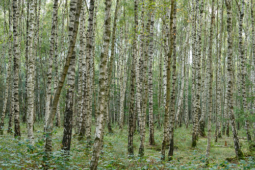 Birch Forest
