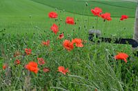 Poppy