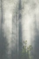 The Scandinavian forests wake up, the light brakes through!