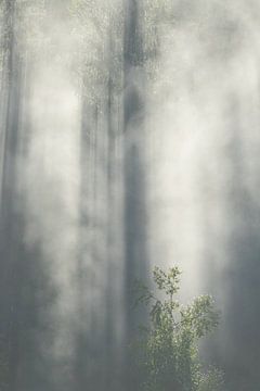 Der Wald wacht auf von Mindy Molein