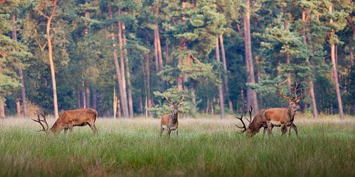 Edelherten op de Hoge Veluwe