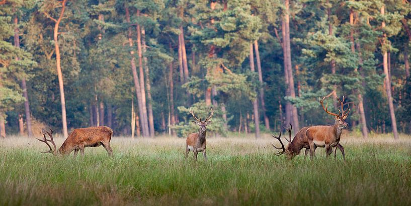 Red deer on the Hoge Veluwe by Evert Jan Kip
