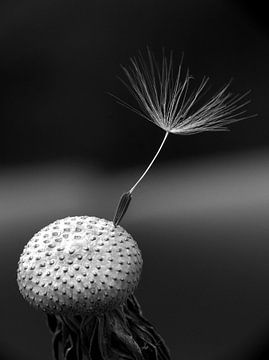 Dandelion fluff by Henk Egbertzen