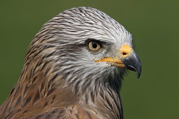 Schwarzmilan (Milvus migrans) von Ronald Pol