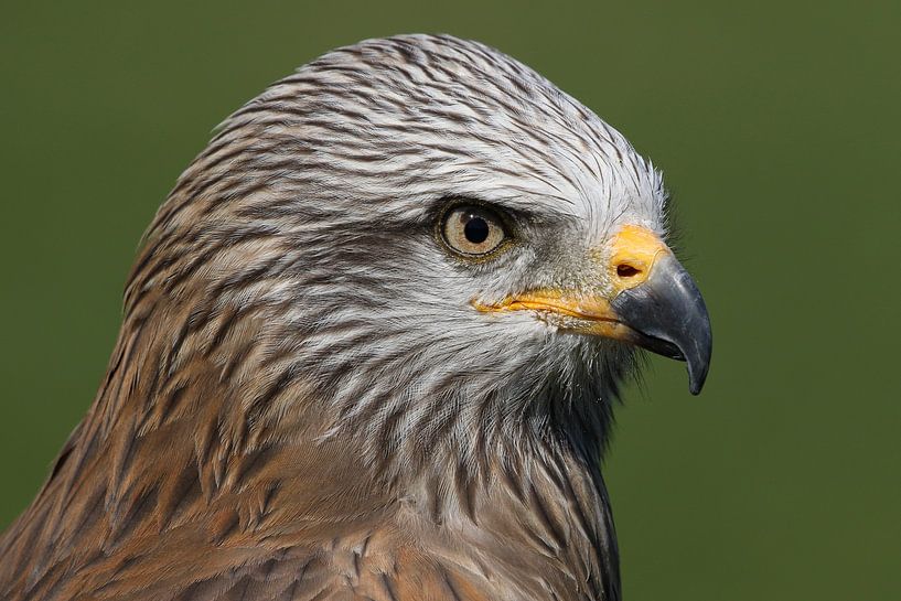 Schwarzmilan (Milvus migrans) von Ronald Pol