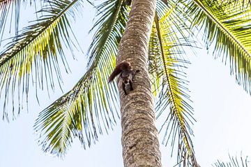 Andean squirrel in a palm tree in Palomino, Colombia, South America