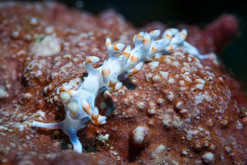 Meeresschnecke @ Komodo, Indonesien
