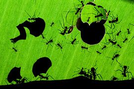 Bladmieren, Leafcutter Ants van AGAMI Photo Agency