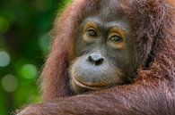 Orang-oetan portret van Richard Guijt Photography thumbnail