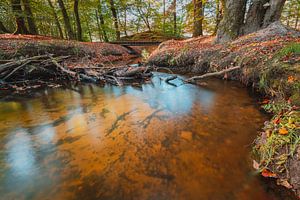 Ruisseau sinueux à travers le paysage boisé de la Veluwe