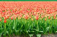 Tulips blossoming in a field during springtime by Sjoerd van der Wal Photography thumbnail