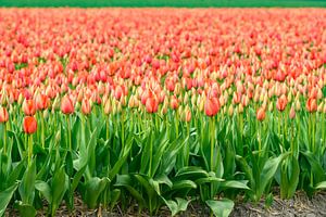 Blühende Tulpen auf einem Feld im Frühling