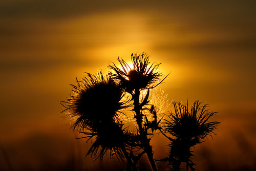 Vlam van Stilte – Distel in Zonlicht