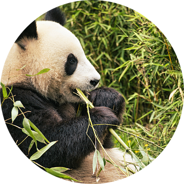 Reuzenpanda die bamboe eet. De bedreigde beer uit Azië met zwarte van Martin Köbsch