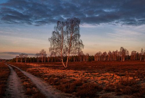 In the first sunlight