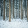 Boomstammen in de sneeuw van John Goossens Photography