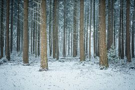 Tree trunks in the snow