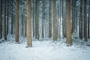 Baumstämme im Schnee