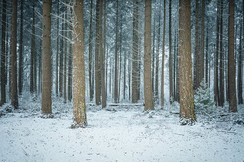 Boomstammen in de sneeuw