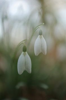 Snowdrops