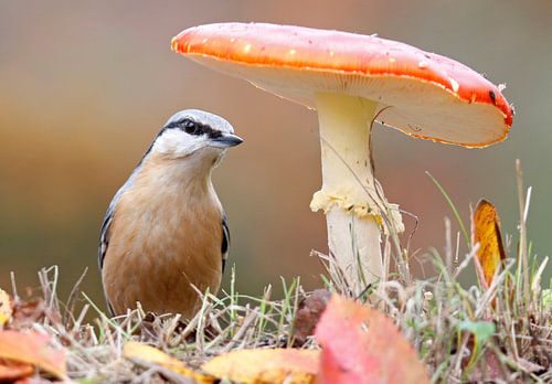 boomklever onder de vliegenzwam