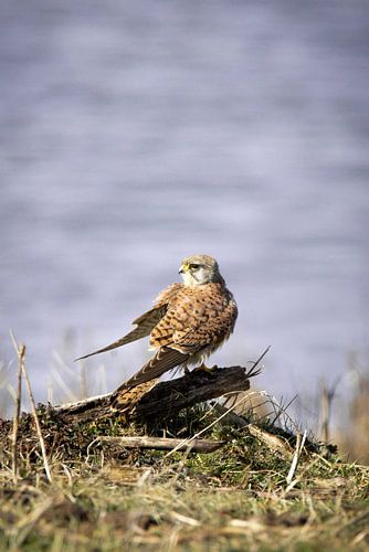 Torenvalk op tak bij water
