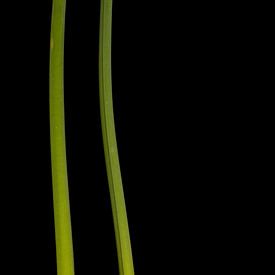 Daffodil stems (left) by Stephan Van Reisen