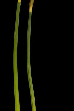 Daffodil stems (left) by Stephan Van Reisen