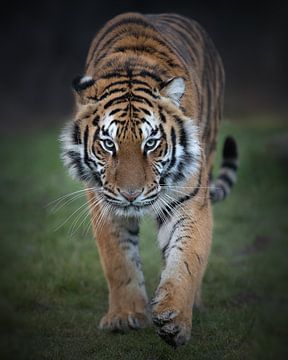 Tiger auf dem Weg zu dir von Patrick van Bakkum