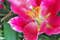 Prachtige Lelie bloem