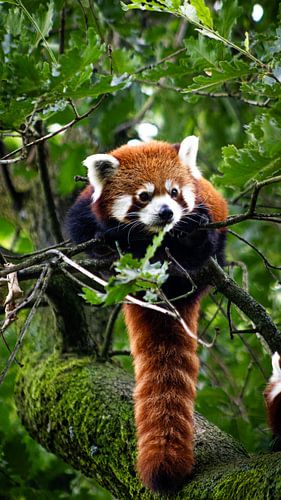 Der kleine rote Panda