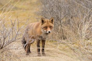 Fuchs