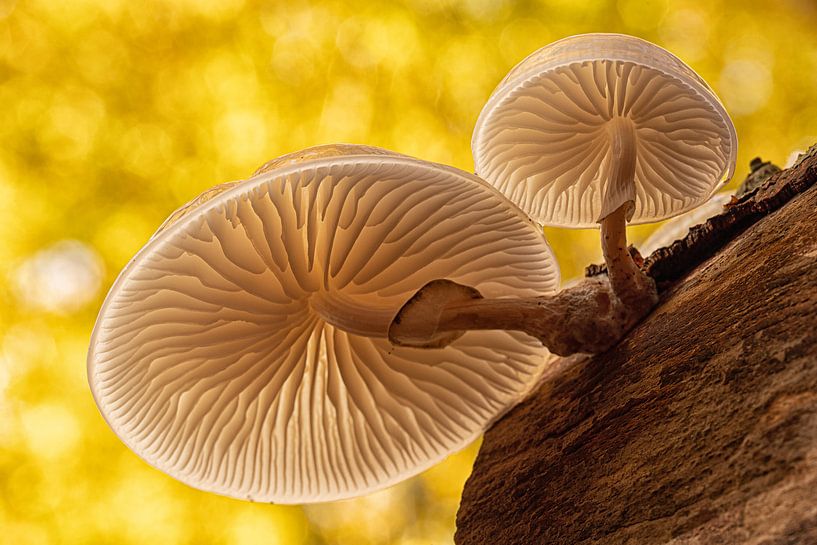 porcelain agaric by Ron Kleinjans