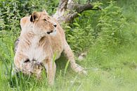 Leeuwen op safari Beekse Bergen van Anne Zwagers thumbnail