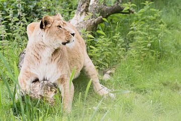 Lions on safari Beekse Bergen by Anne Zwagers