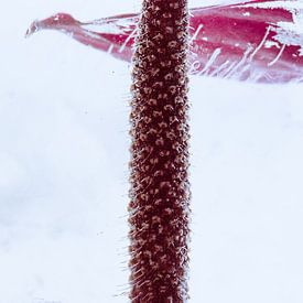 Anthurium in ice 1 by Marc Heiligenstein