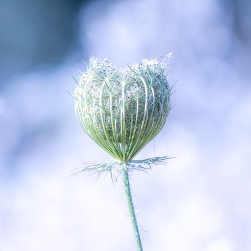 All alone! by Robert Kok