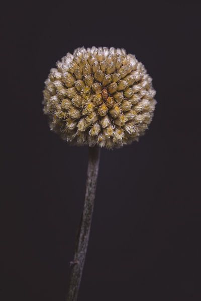 Drumstick by Marjolijn Maljaars