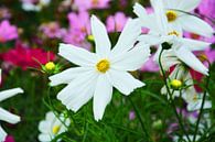witte bloemen von Gerrit Neuteboom Miniaturansicht