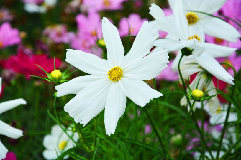 witte bloemen von Gerrit Neuteboom