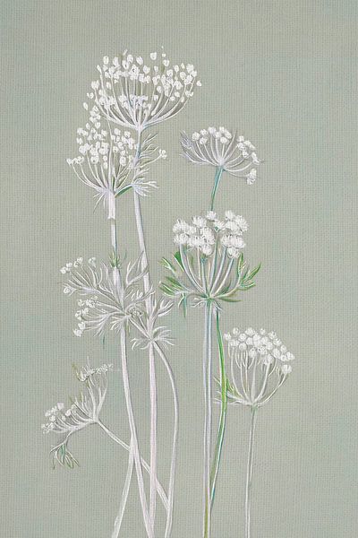 Botanische collage: Schermbloemen in de berm van Studio Pieternel