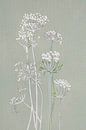 Botanische collage: Schermbloemen in de berm van Studio Pieternel thumbnail