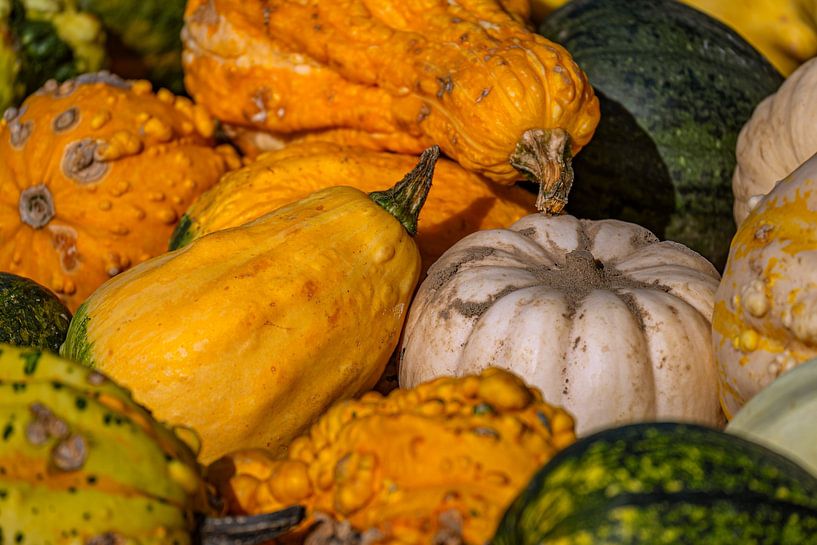 Kürbiszauber im Herbst von Photoart-Naegele