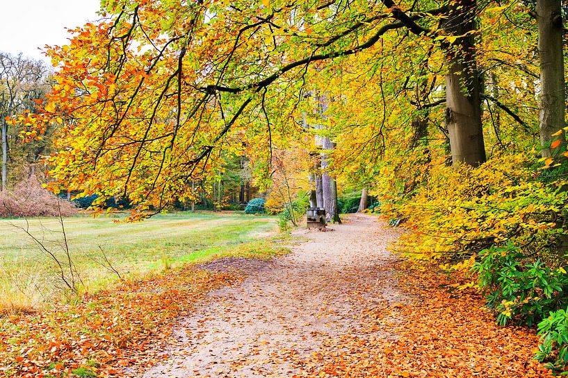 Twents bos met pad in herfst par Ben Schonewille