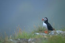 Puffin by Larissa Rand