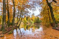 Teich im Wald mit Buche bedeckt Blätter im Herbst Saison von Ben Schonewille Miniaturansicht